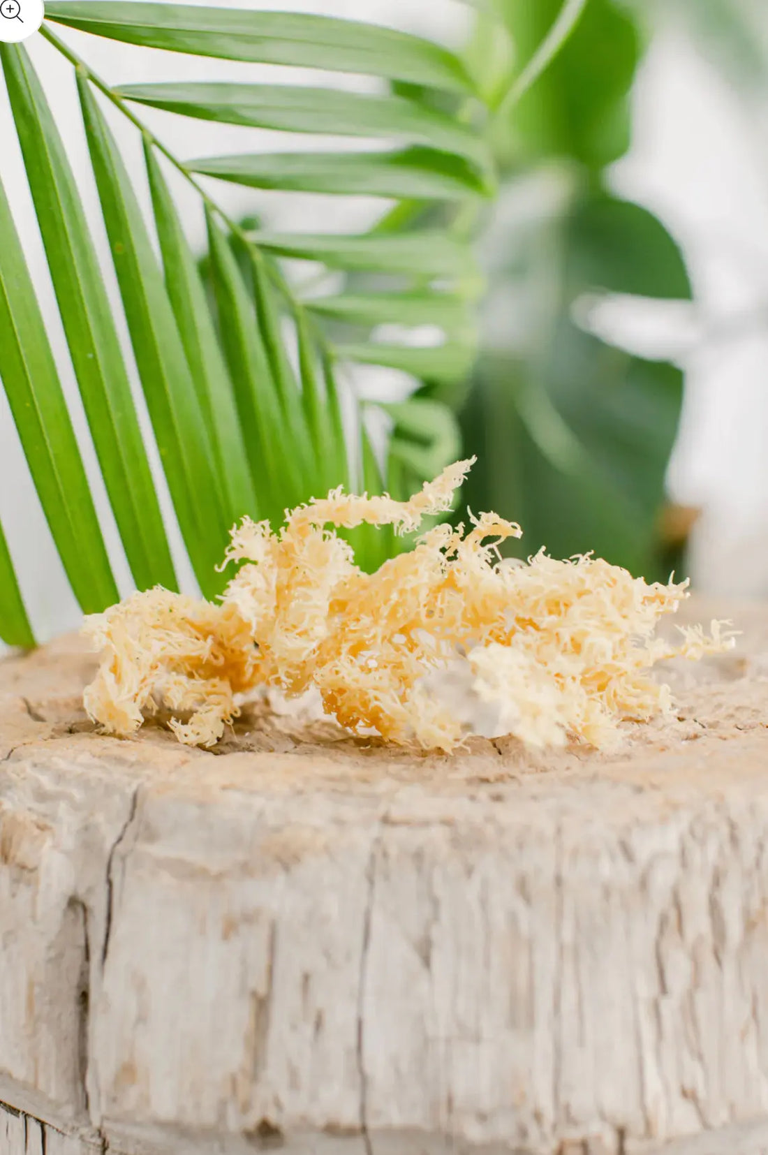 Sea Moss to improve men’s sexual health 🍆 - Donata Skinfood