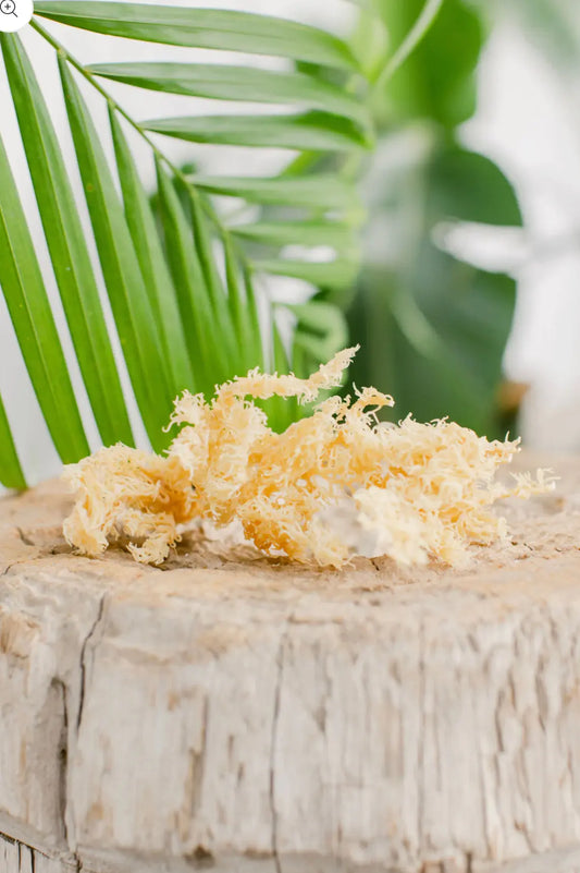 Sea Moss to improve men’s sexual health 🍆 - Donata Skinfood