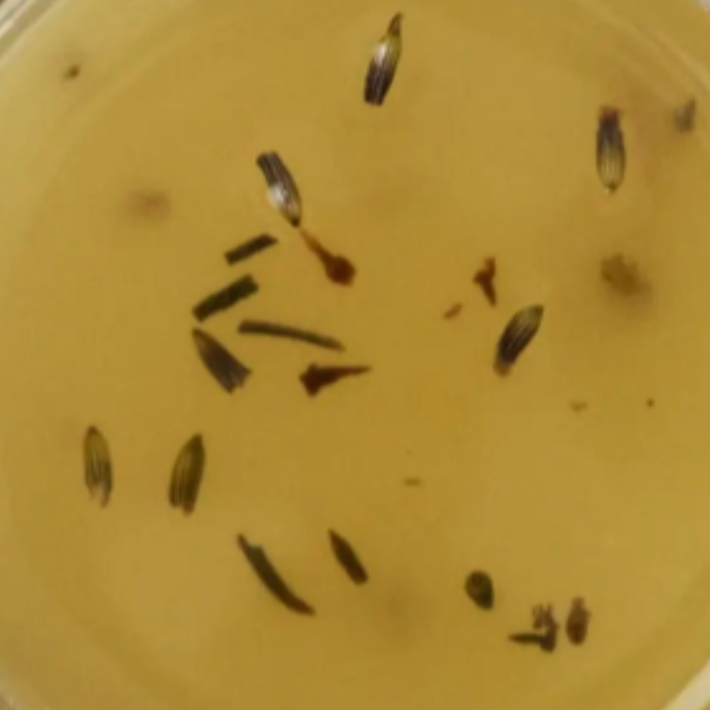 Exfoliantes corporales veganos